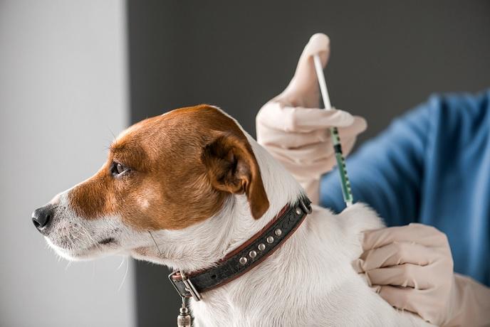 How Pet Cancer Therapeutics Have Made Progress In The Treatment Of Cancers In Pets?